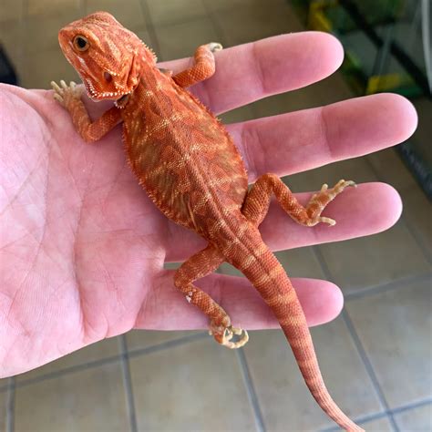 female bearded dragon for sale online